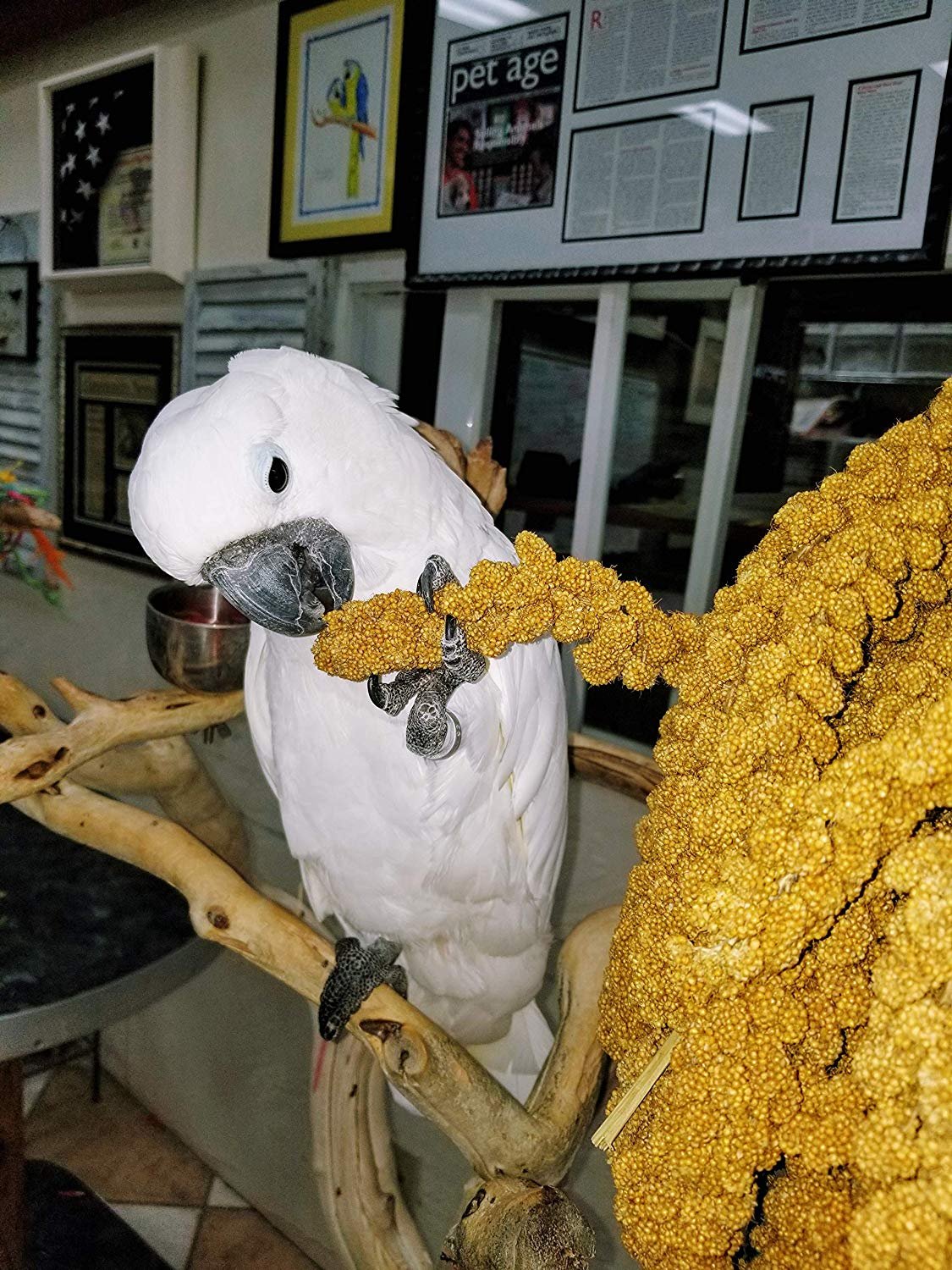 love birds millet