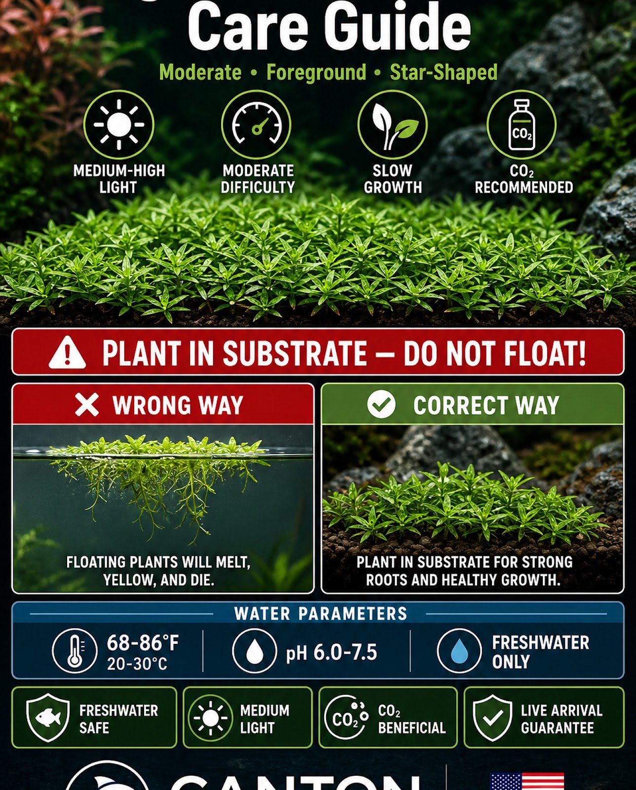 Pogostemon Helferi - Produktbild 6