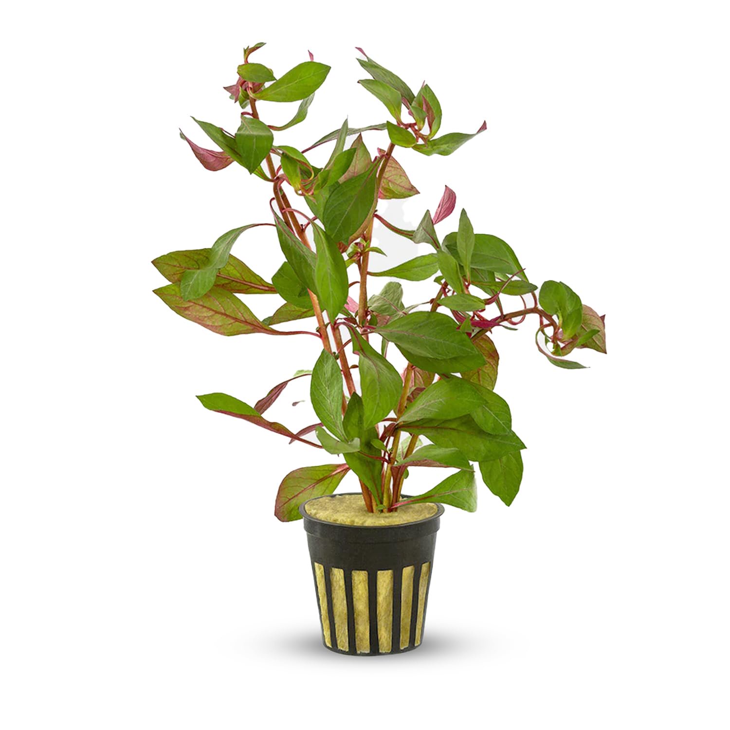 Ludwigia Repens Super Red Mini 2″Pot Live Aquarium Plants