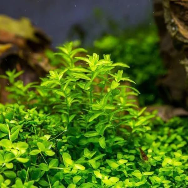 Low Light Aquarium Plant Bundle Live Aquarium Plants BUY 2 GET 1 FREE