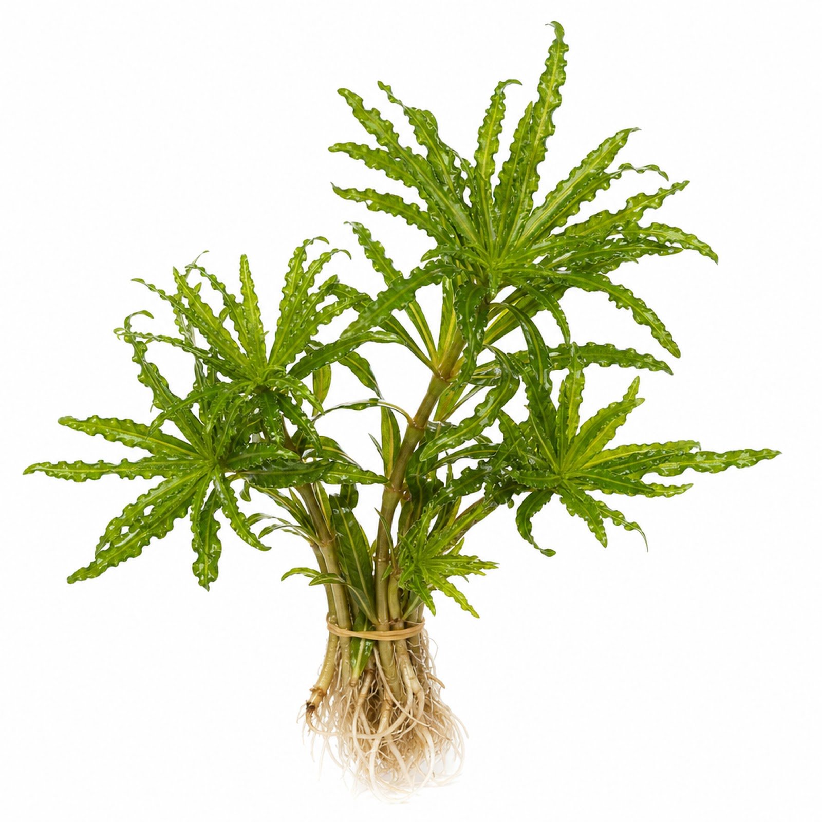 Pogostemon Helferi