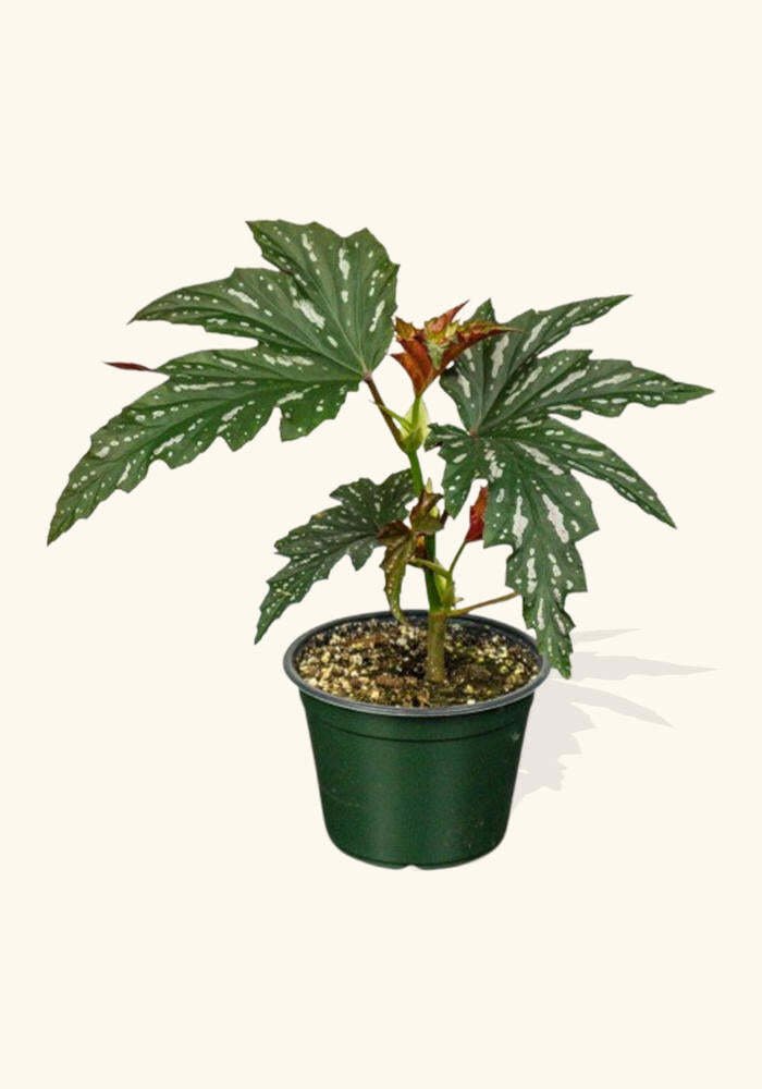 peace lilly indoor plant Peace Lily/Spathiphyllum Macrophyllum Plant main image 1