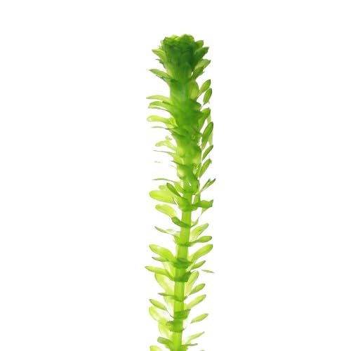 Anacharis Egeria Densa