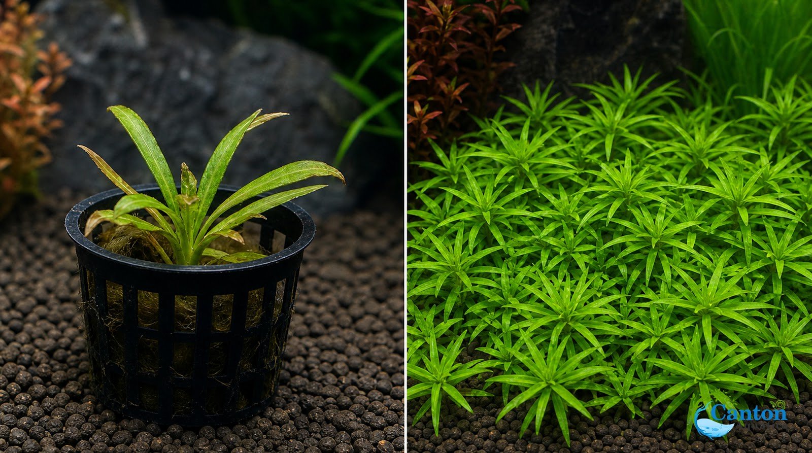 Pogostemon Helferi - Produktbild 5