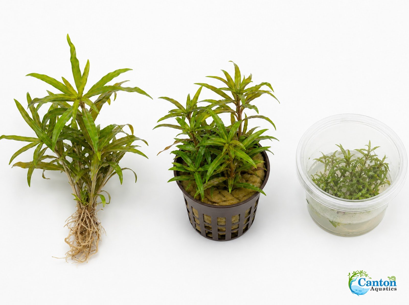 Pogostemon Helferi - Produktbild 7
