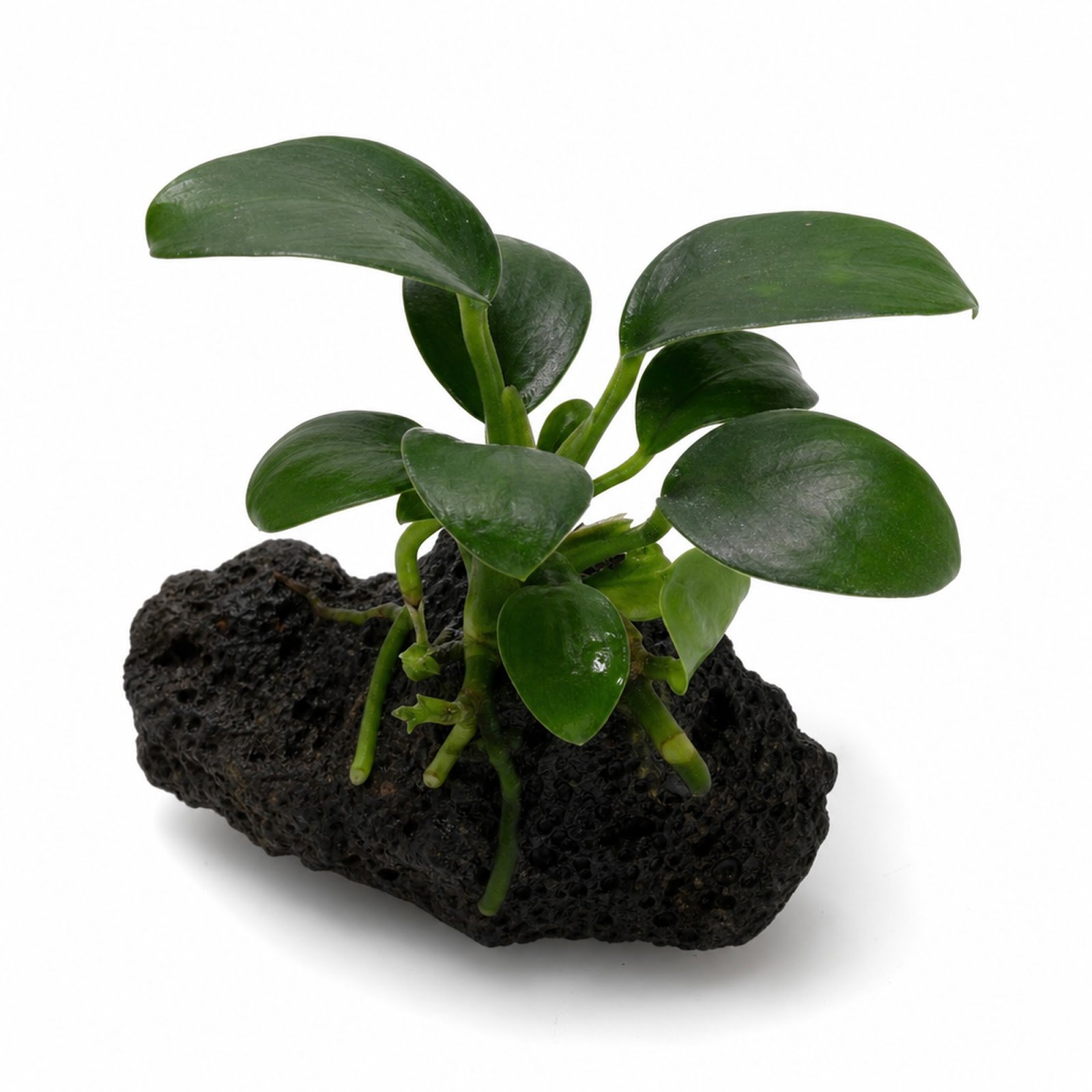 Anubias Nana on Lava Rock Live Aquarium Plant Low Light Freshwater Easy Care