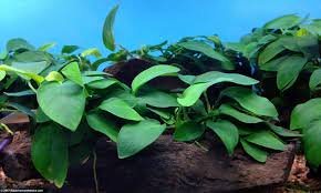 Anubias Barteri Live Aquarium Plants BUY 2 GET 1 FREE