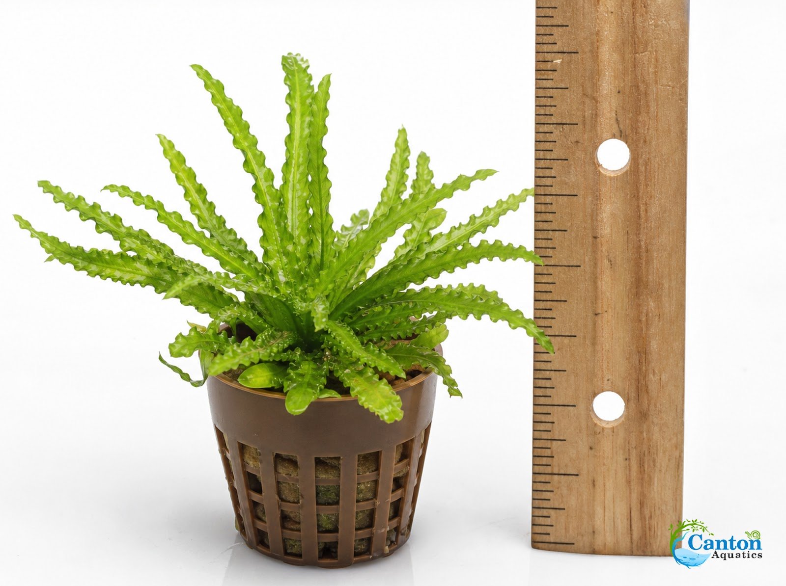 Pogostemon Helferi - Produktbild 1