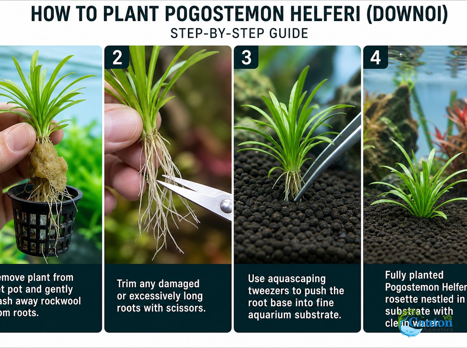 Pogostemon Helferi - Produktbild 8