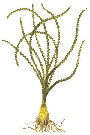 Crinum Calamistratum Live Aquarium Plants