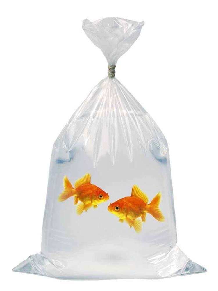 Plastic Aquarium Fish Shipping Bags Watertight 8" x 20" x 2mil 100ct 