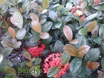 Ixora Coccinea Hedge Shrub, Maui Red Flowers, Starter Plant, Lot of 2 | eBay