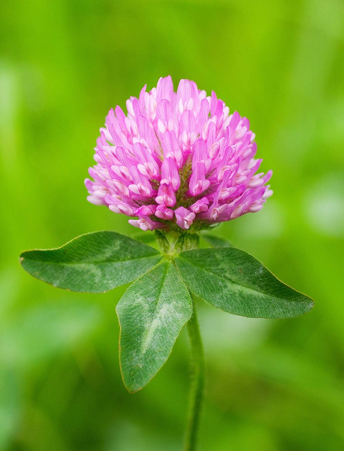 Красный Клевер Trifolium pratense