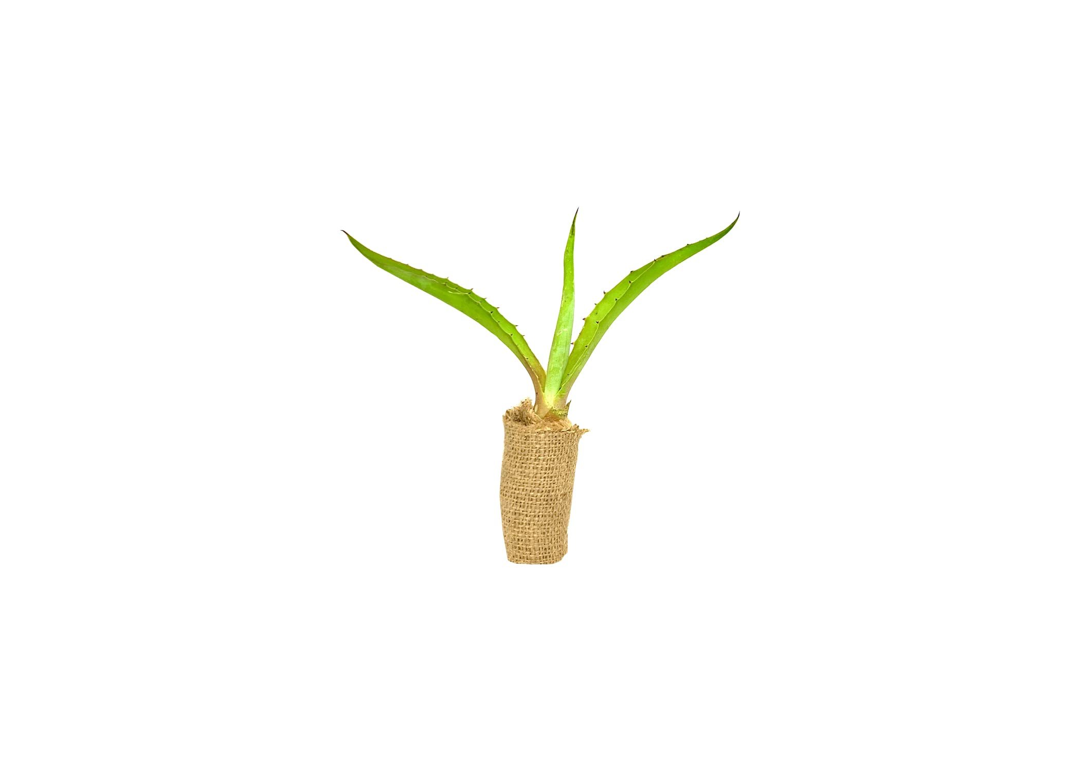 Agave Tequilana | 1 Gallon | Agave tequilana | Drought Tolerant | Succulent