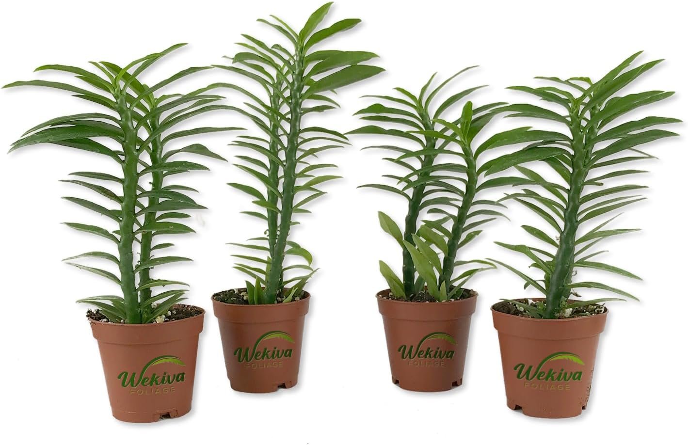 Devil's Backbone - Live Starter Plants in 2 Inch Pots - Pedilanthus... - Picture 5 of 5