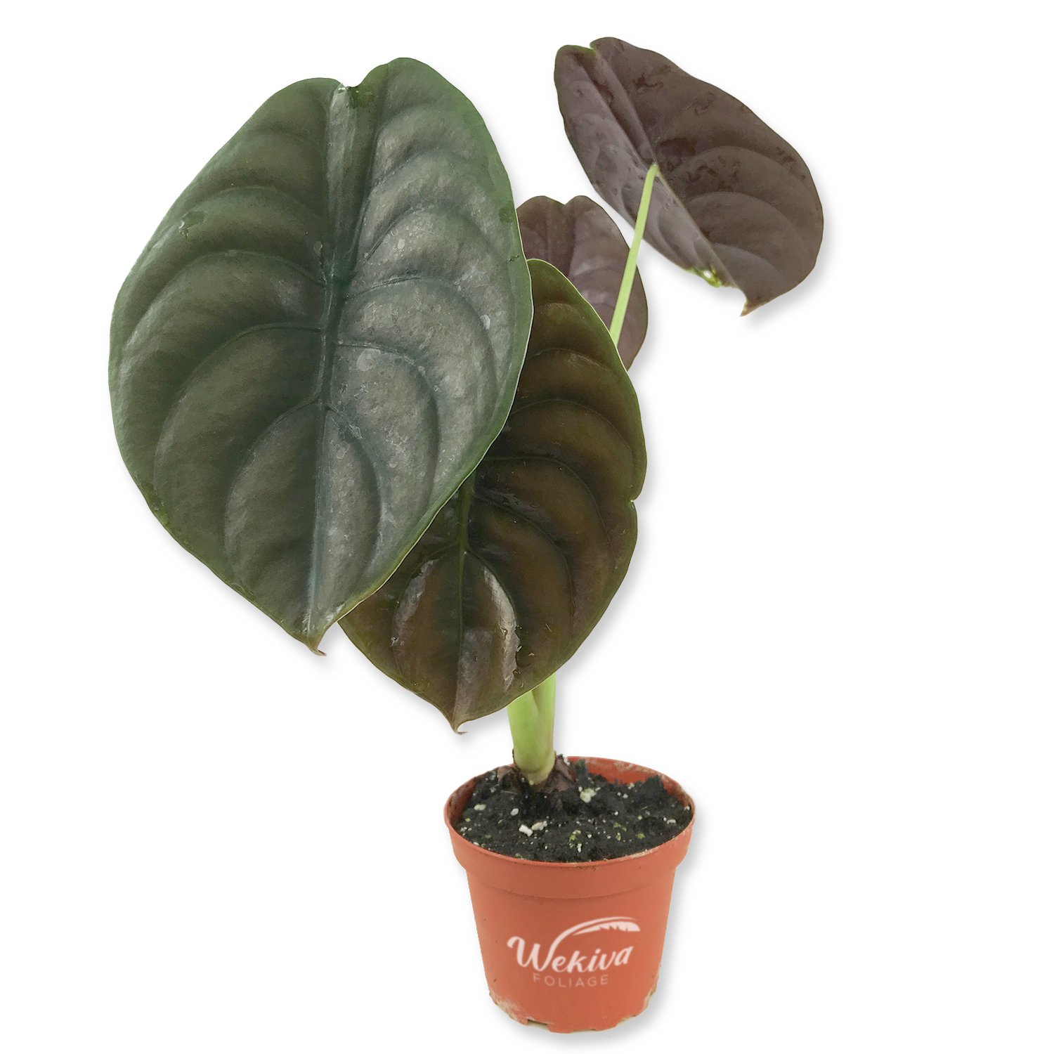 Alocasia - Live Plant in a 4 Inch Pot - Elephant Ear, African Mask Plant - Picture 22 of 26