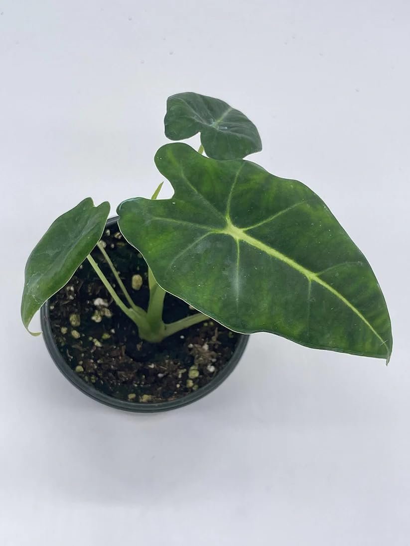 Alocasia - Live Plant in a 4 Inch Pot - Elephant Ear, African Mask Plant - Picture 25 of 26
