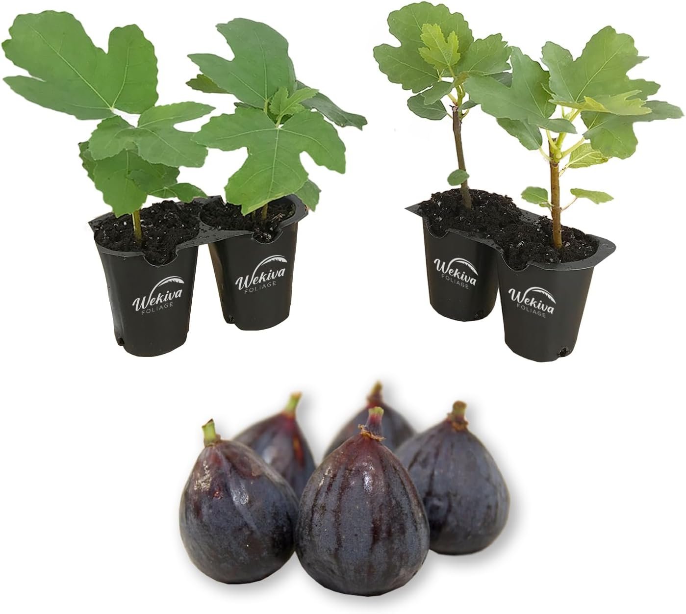 Fig Tree - 4 Live Starter Plants - Ficus Carica - Picture 20 of 26