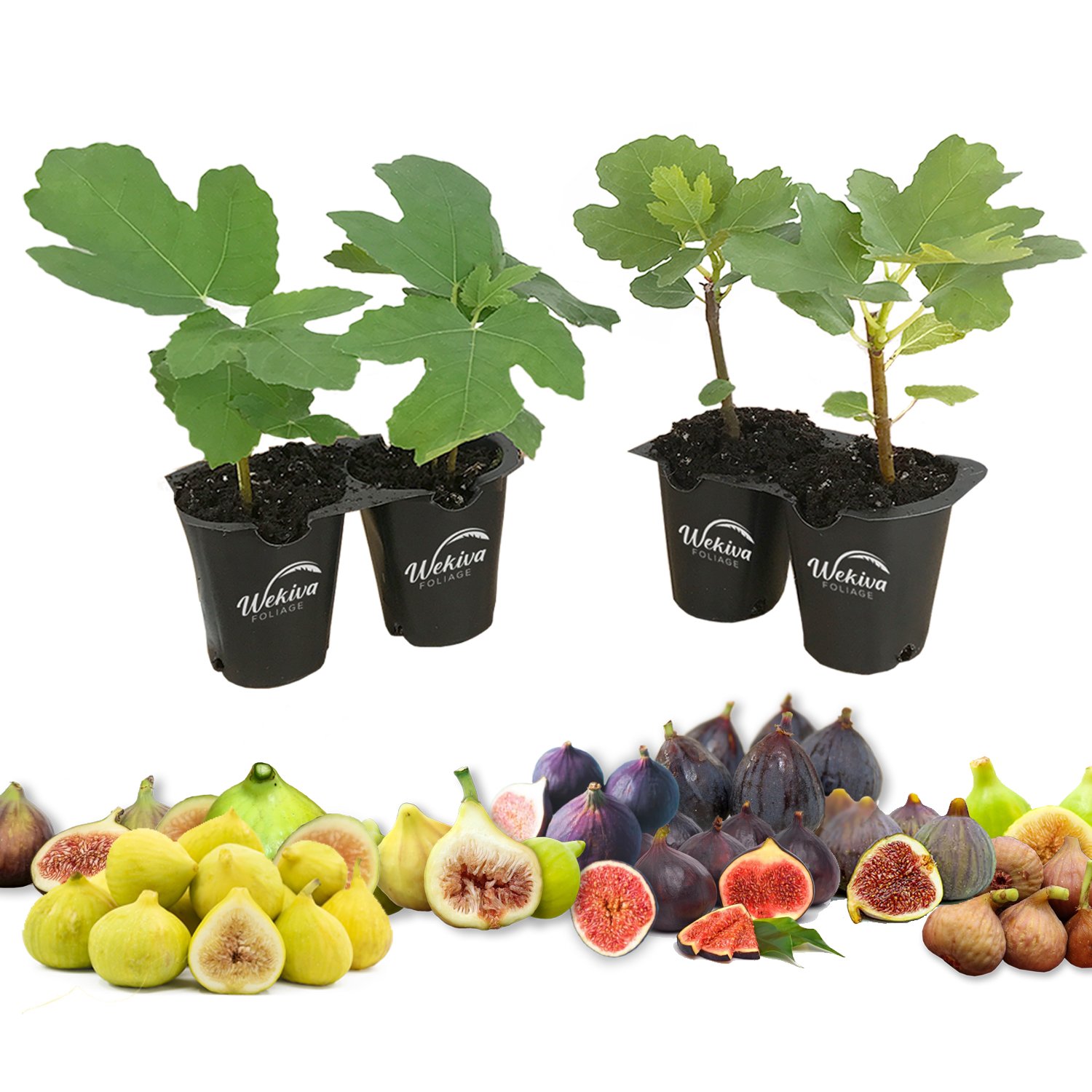 Fig Tree - 4 Live Starter Plants - Ficus Carica - Picture 26 of 26