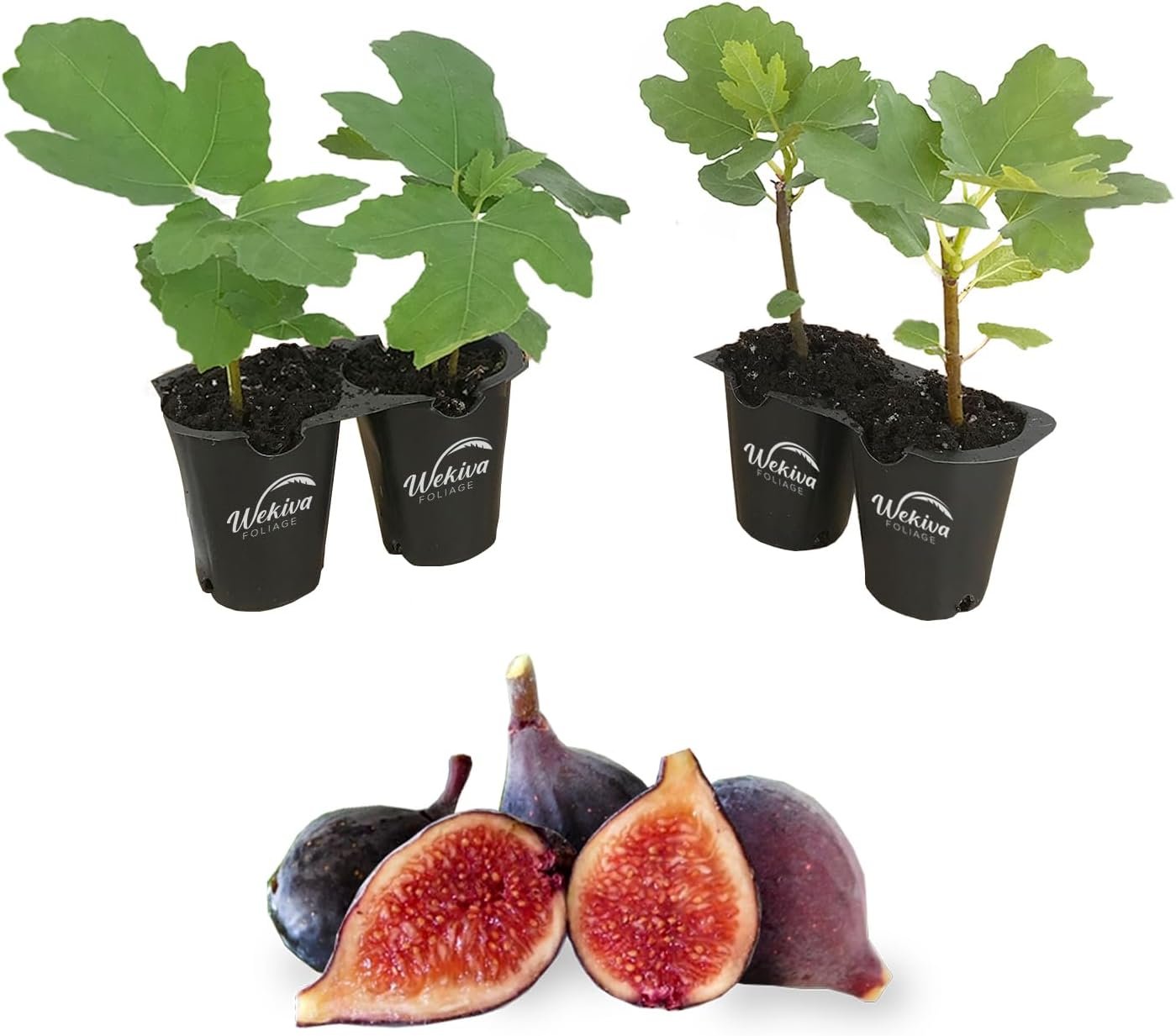 Fig Tree - 4 Live Starter Plants - Ficus Carica - Picture 18 of 26