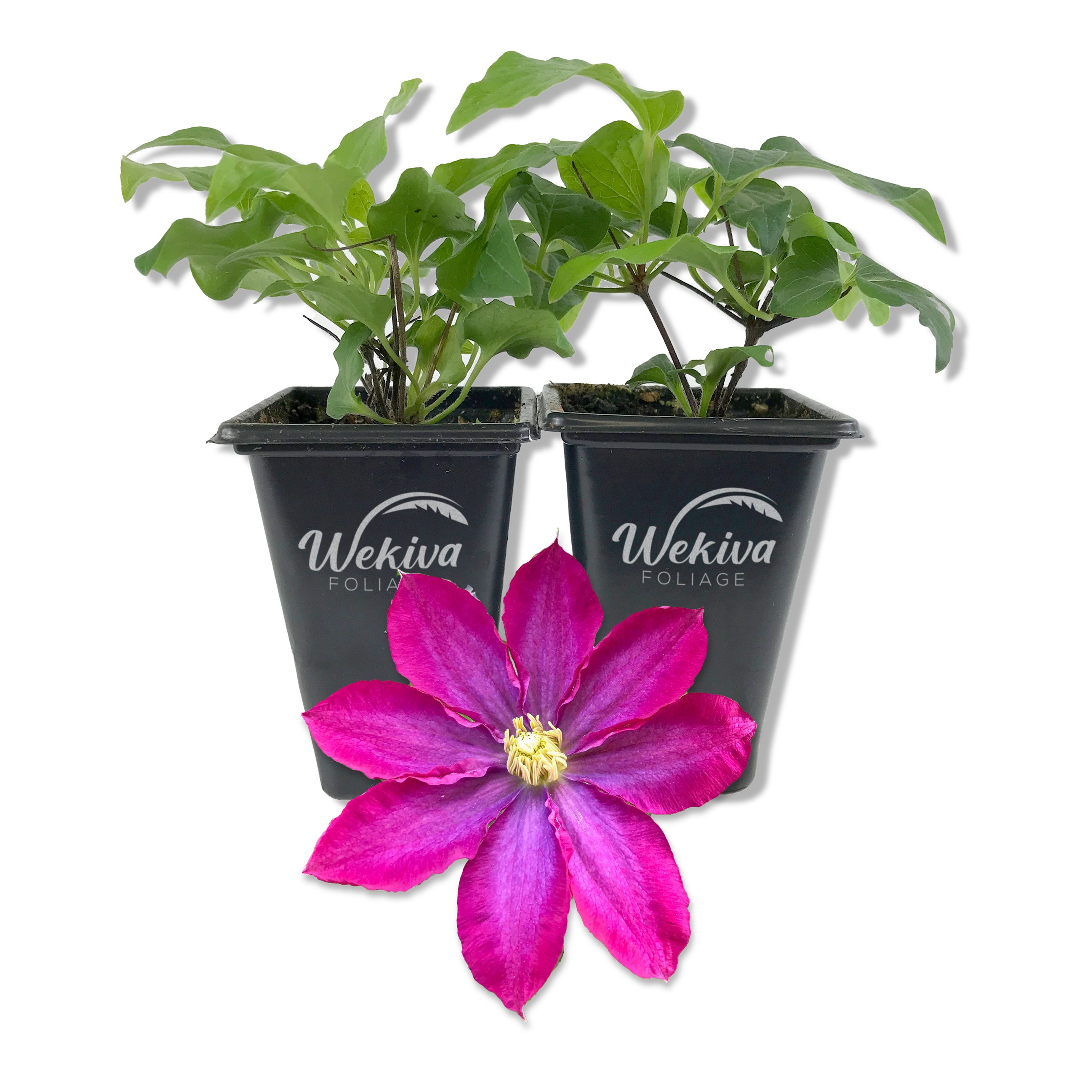 Clematis Pink Champagne – Live Starter Plants in 2 Inch Growers Pots -…