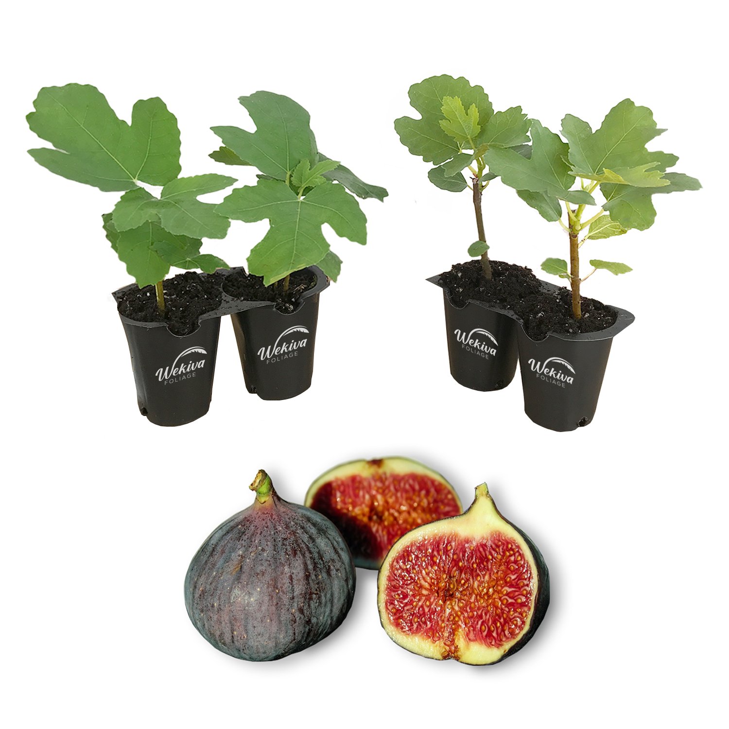 Fig Tree - 4 Live Starter Plants - Ficus Carica - Picture 22 of 26