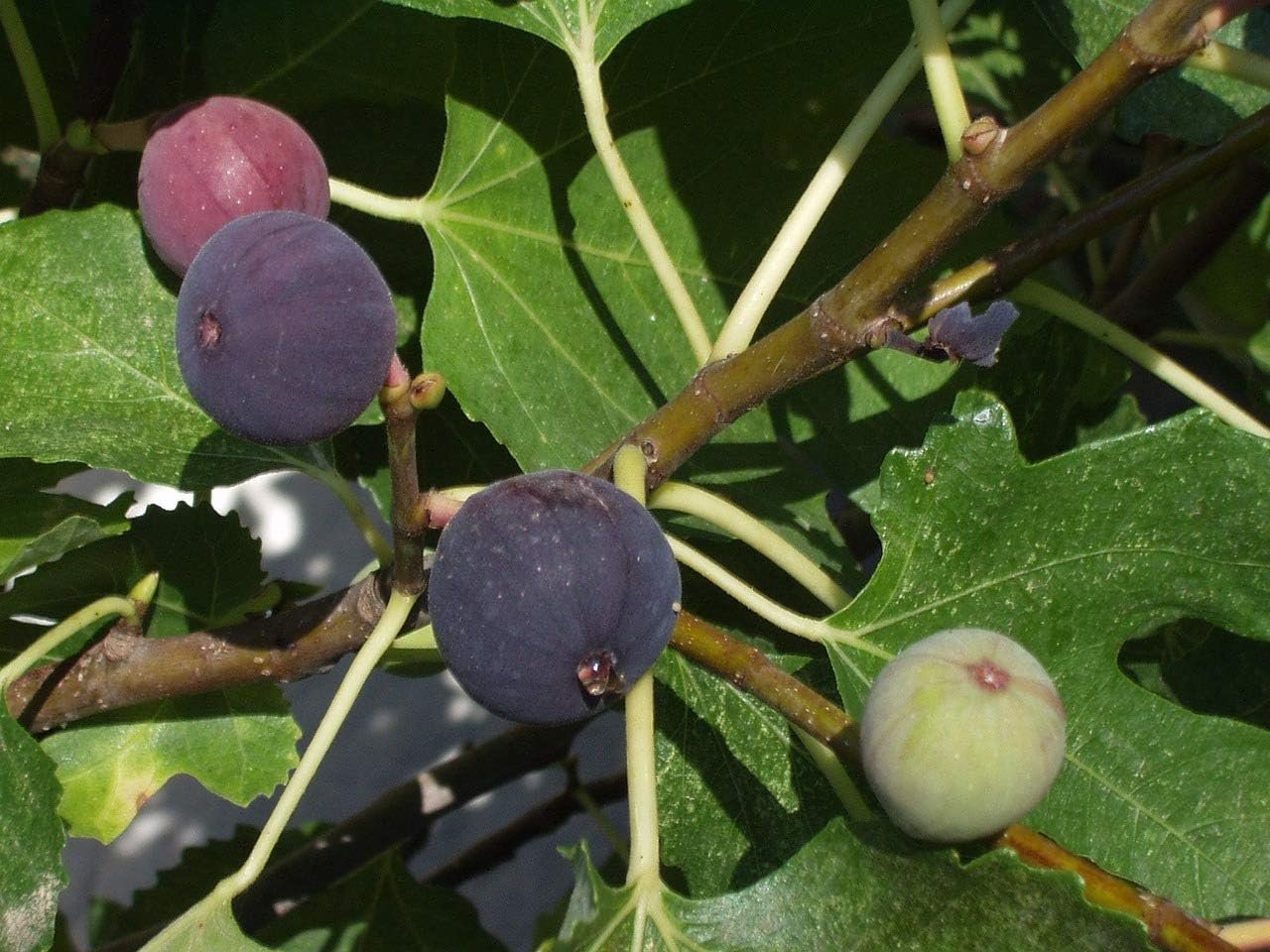 Beer's Black Fig Tree - Live Plant in a 2 Inch Pot - Ficus Carica - Edible Fruit - Picture 7 of 11