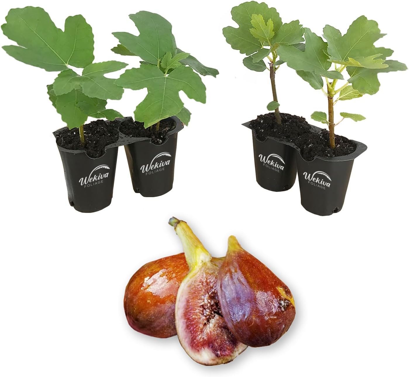 Fig Tree - 4 Live Starter Plants - Ficus Carica - Picture 17 of 26