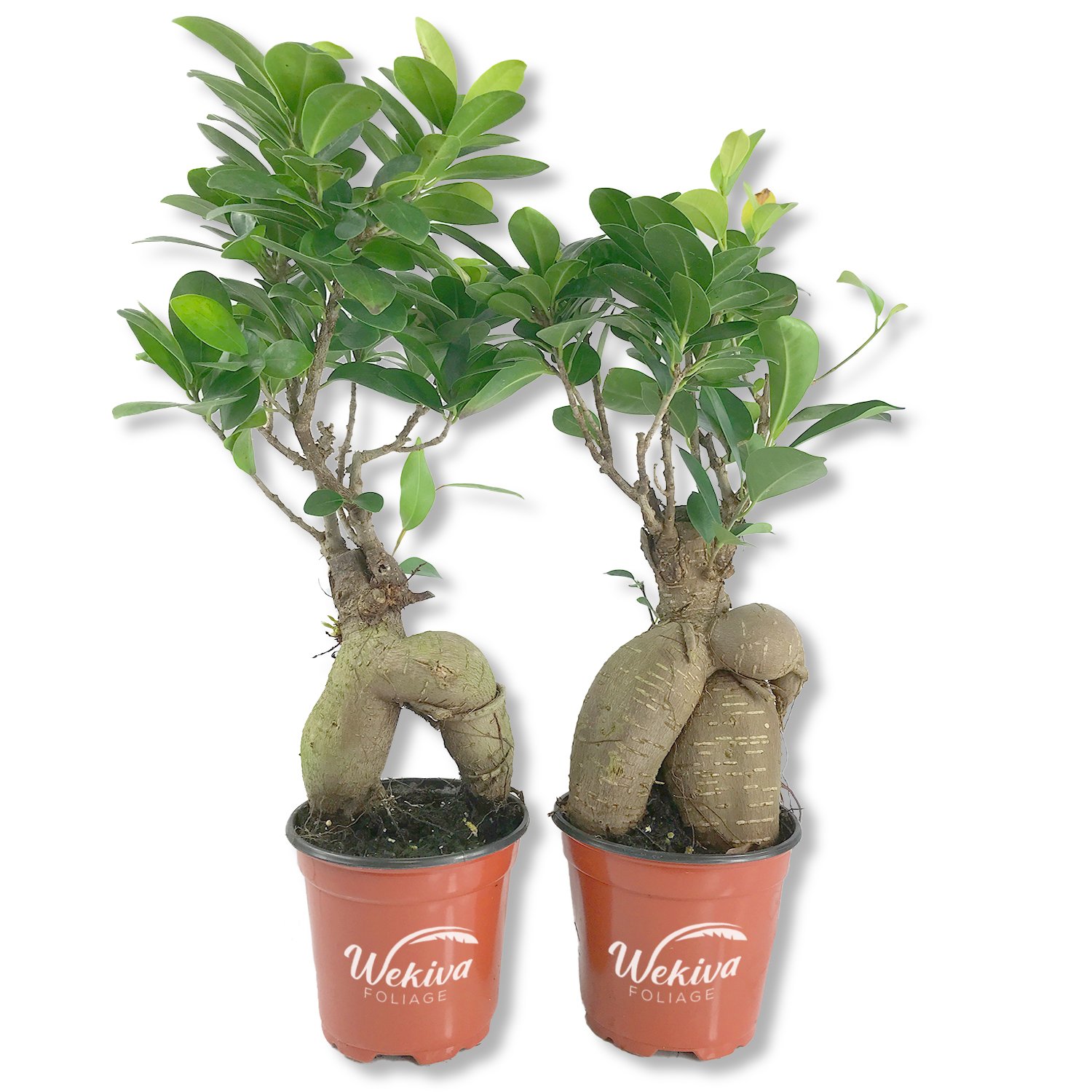 Ginseng Ficus Tree - Live Plants in 4 Inch Pots - Ficus Microcarpa -... - Picture 2 of 3