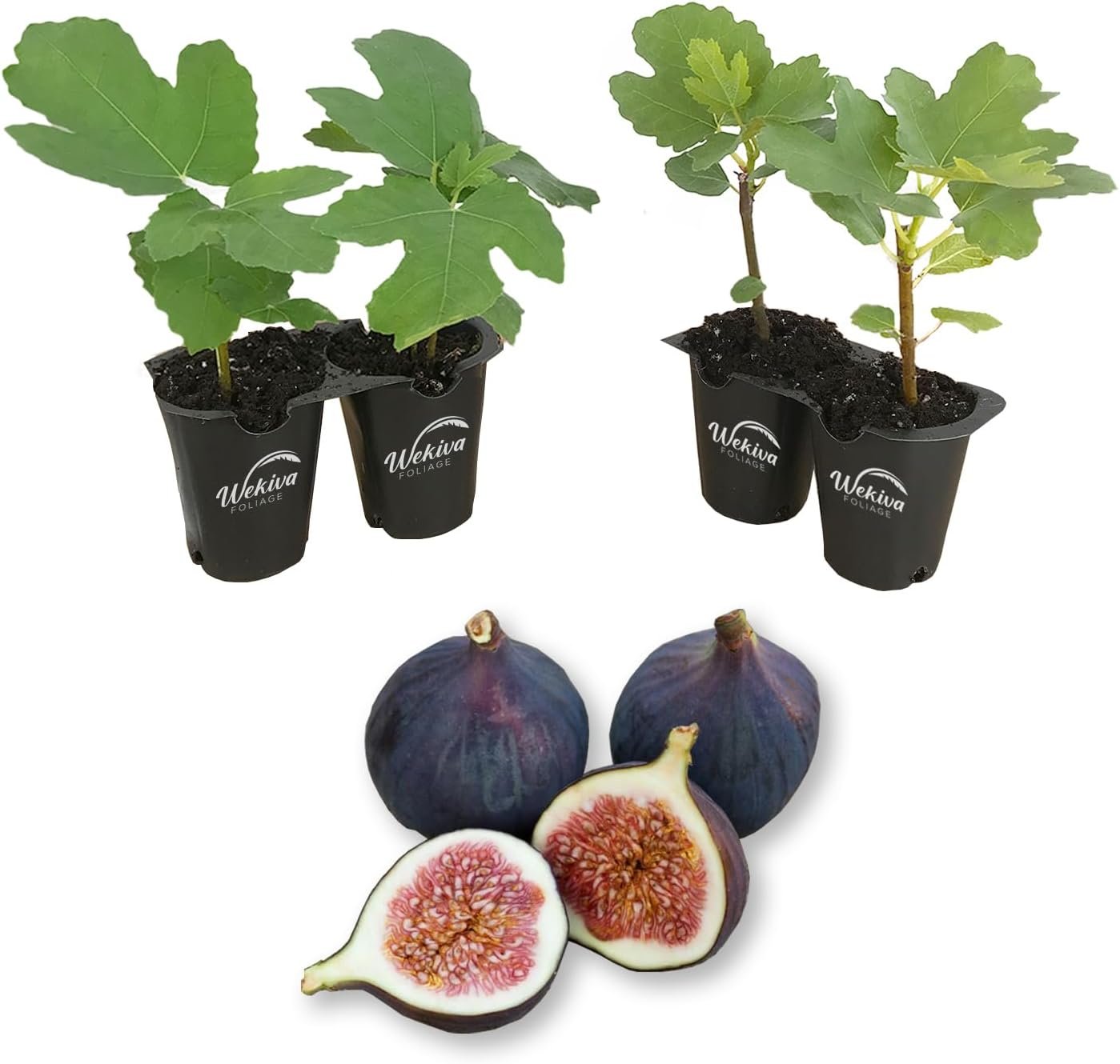 Fig Tree - 4 Live Starter Plants - Ficus Carica - Picture 16 of 26