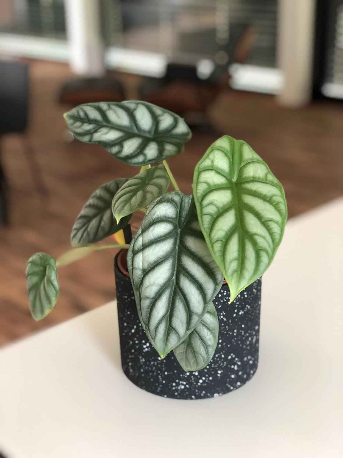 Alocasia - Live Plant in a 4 Inch Pot - Elephant Ear, African Mask Plant - Picture 23 of 26