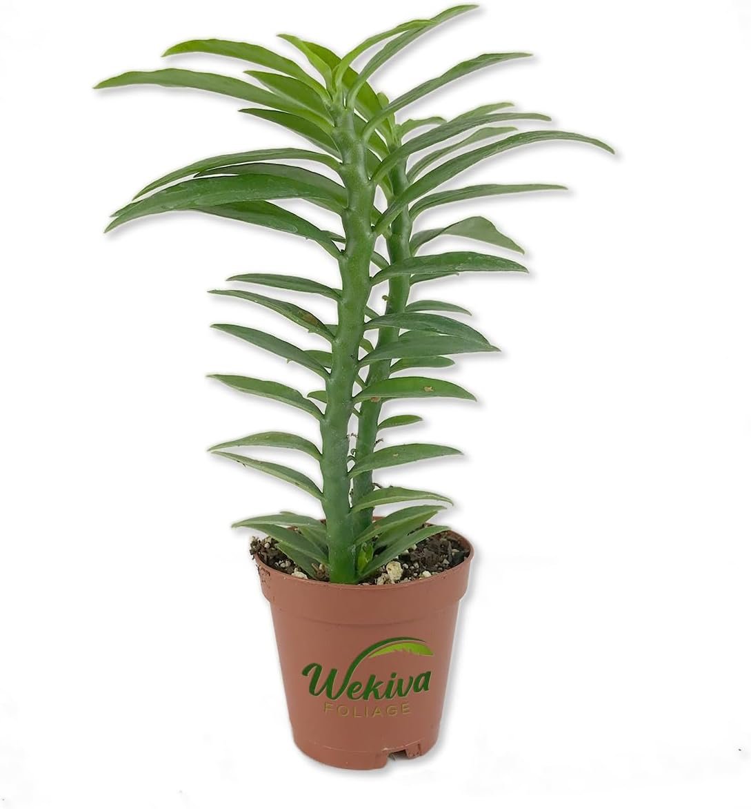 Devil's Backbone - Live Starter Plants in 2 Inch Pots - Pedilanthus... - Picture 3 of 5