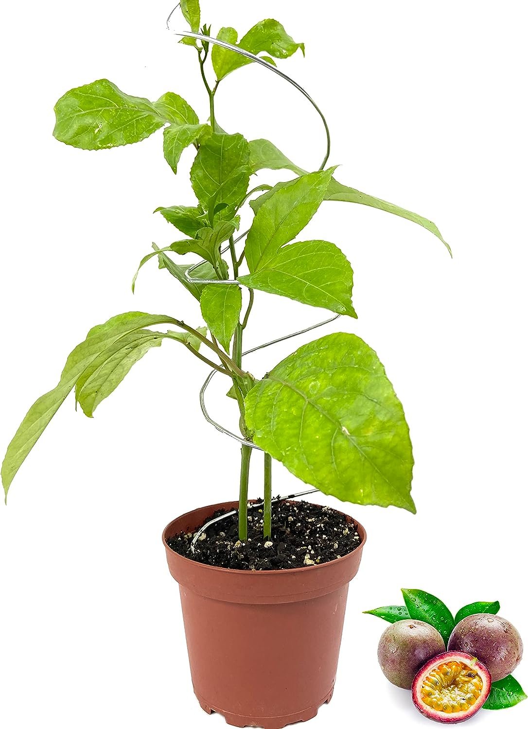 Passion Fruit Plant - Live Plants in a 4 Inch Growers Pot - Edible Fruit Bearing - Picture 6 of 8