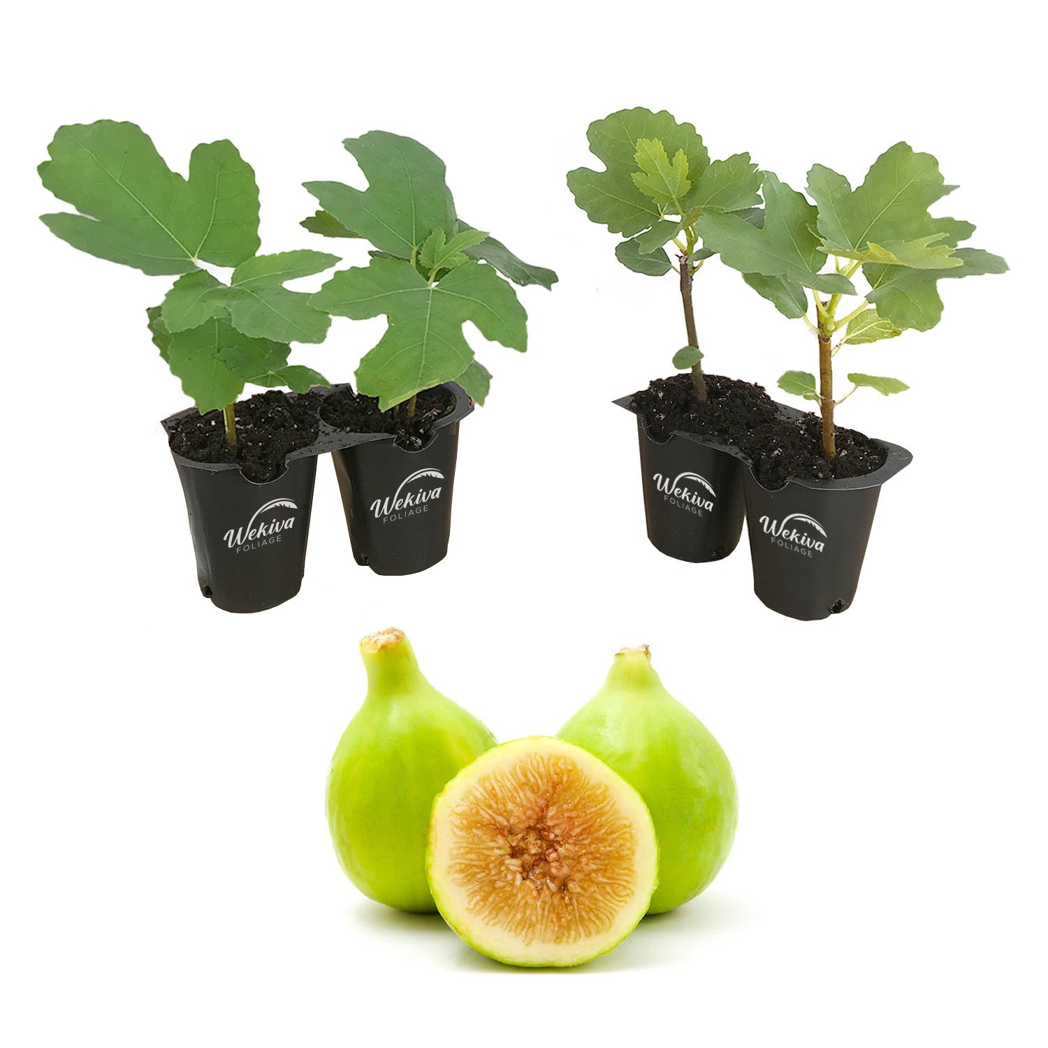 Fig Tree - 4 Live Starter Plants - Ficus Carica - Picture 23 of 26