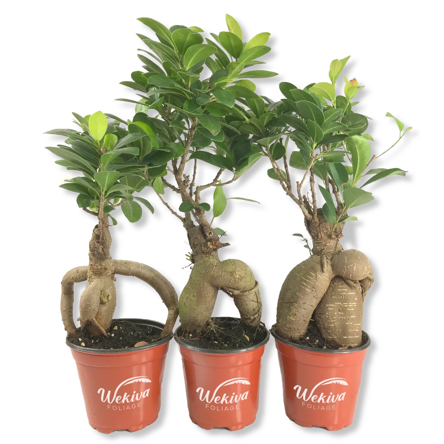 Ginseng Ficus Tree - Live Plants in 4 Inch Pots - Ficus Microcarpa -... - Picture 3 of 3