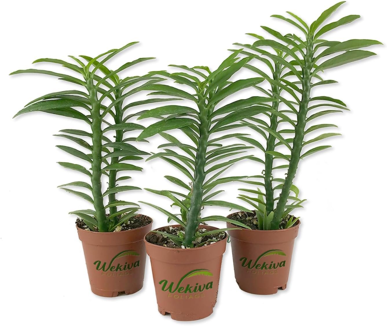 Devil's Backbone - Live Starter Plants in 2 Inch Pots - Pedilanthus... - Picture 4 of 5