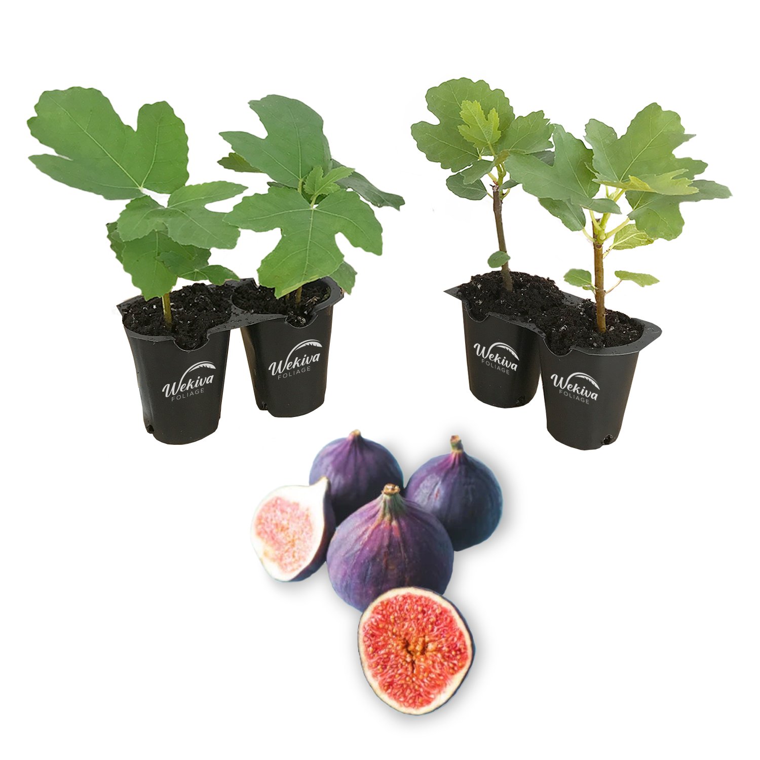 Fig Tree - 4 Live Starter Plants - Ficus Carica - Picture 15 of 26