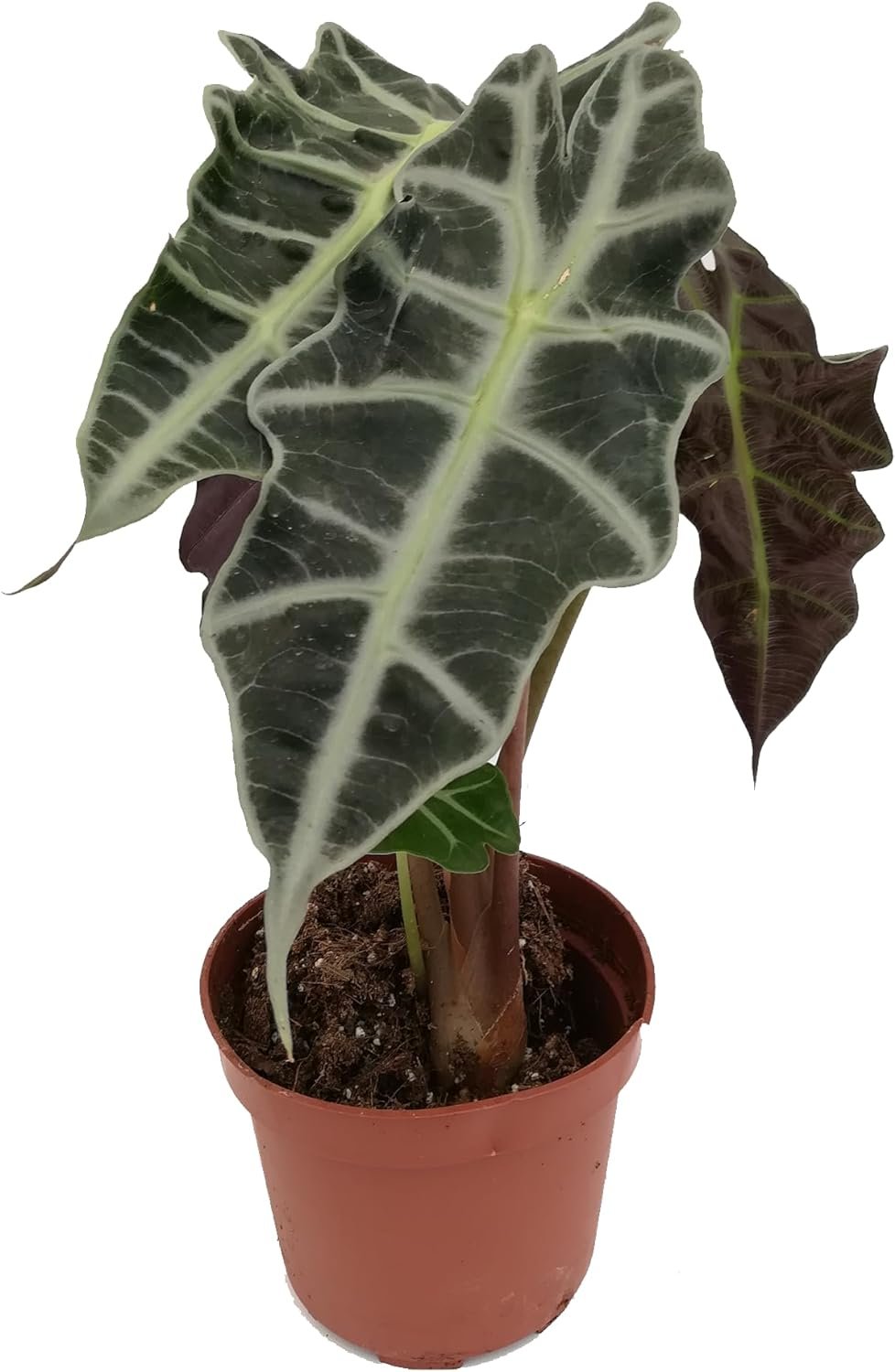 Alocasia - Live Plant in a 4 Inch Pot - Elephant Ear, African Mask Plant - Picture 21 of 26