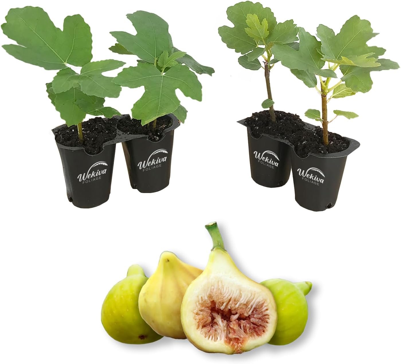 Fig Tree - 4 Live Starter Plants - Ficus Carica - Picture 19 of 26