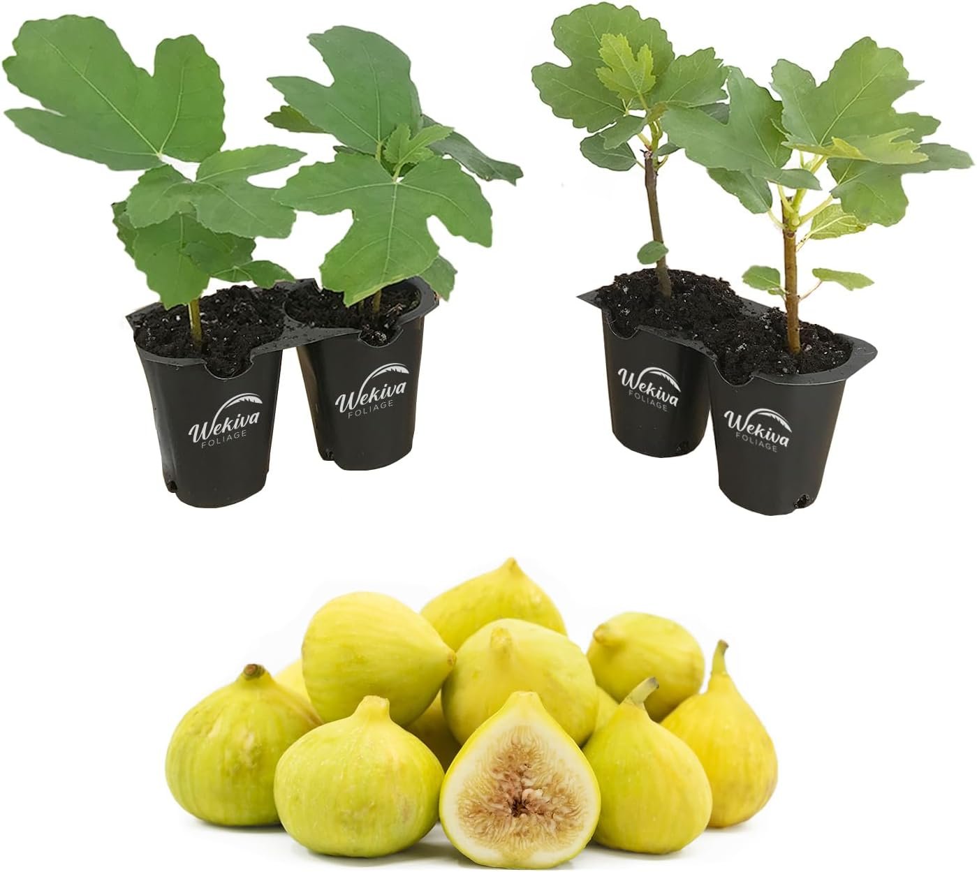 Fig Tree - 4 Live Starter Plants - Ficus Carica - Picture 14 of 26