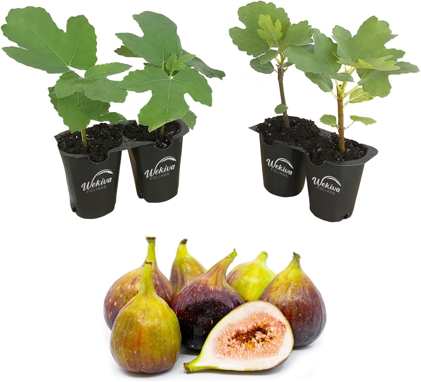 Fig Tree - 4 Live Starter Plants - Ficus Carica - Picture 11 of 26