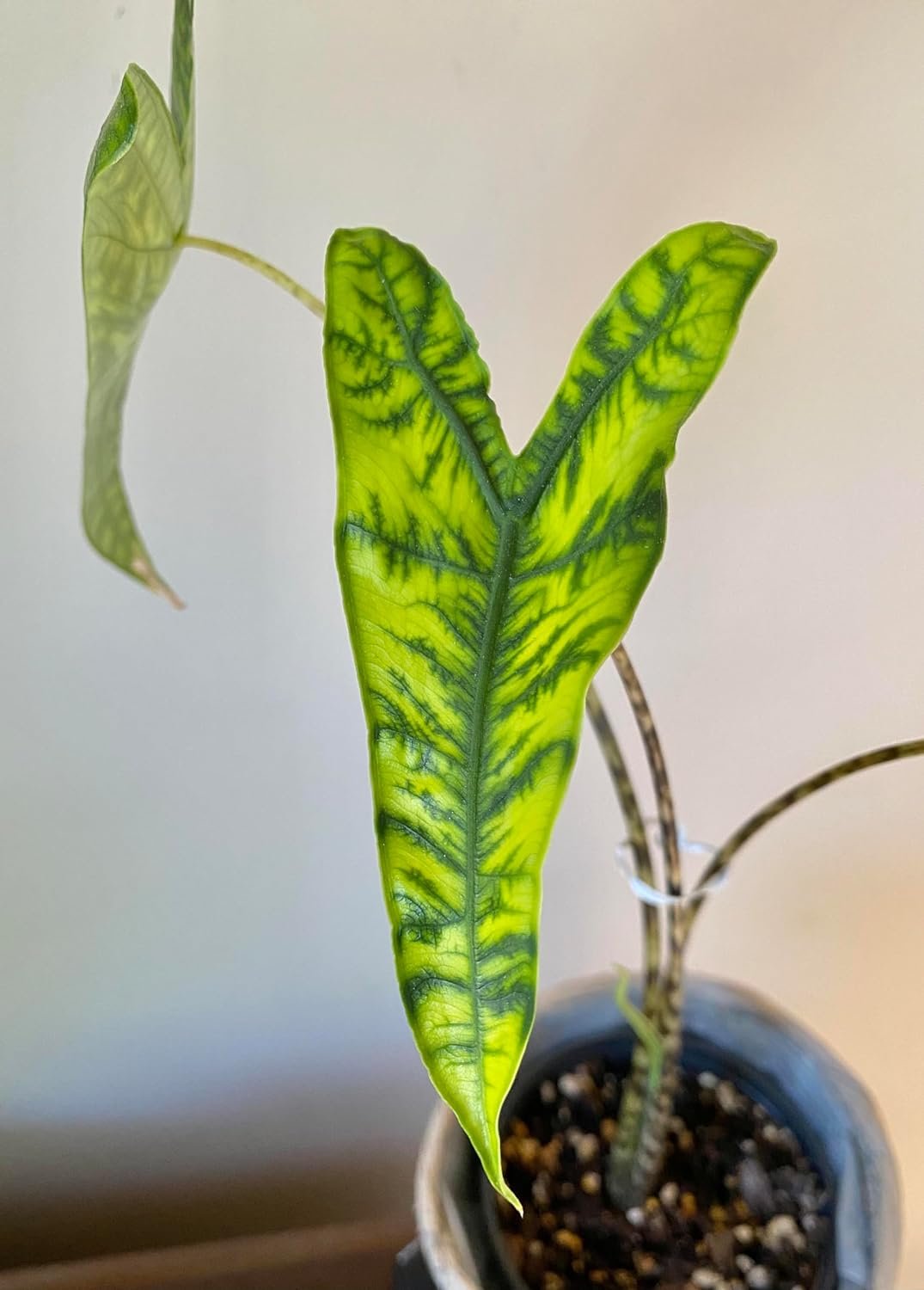 Alocasia - Live Plant in a 4 Inch Pot - Elephant Ear, African Mask Plant - Picture 26 of 26
