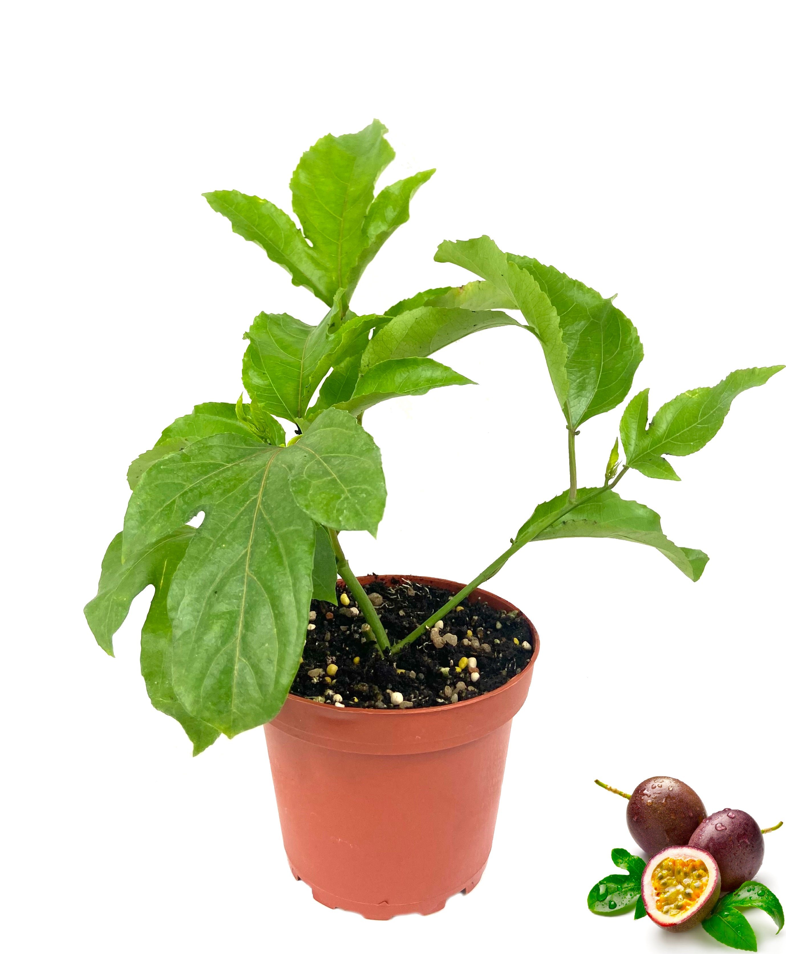 Passion Fruit Plant - Live Plants in a 4 Inch Growers Pot - Edible Fruit Bearing - Picture 8 of 8