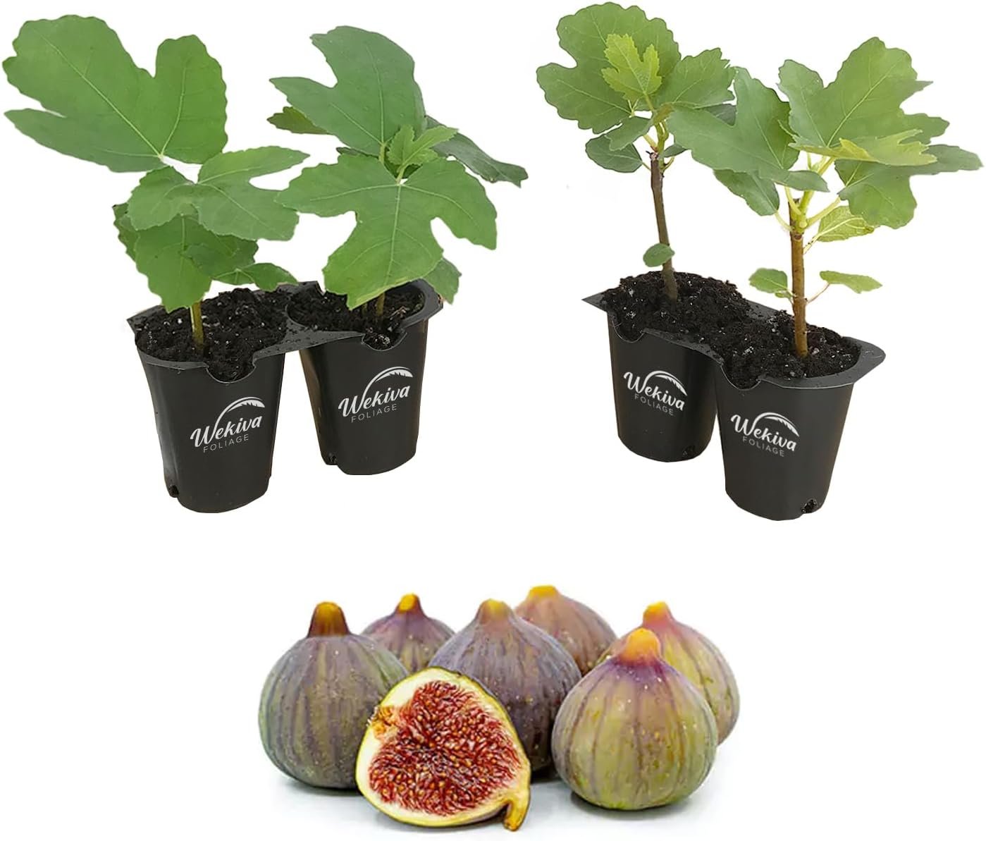 Fig Tree - 4 Live Starter Plants - Ficus Carica - Picture 12 of 26