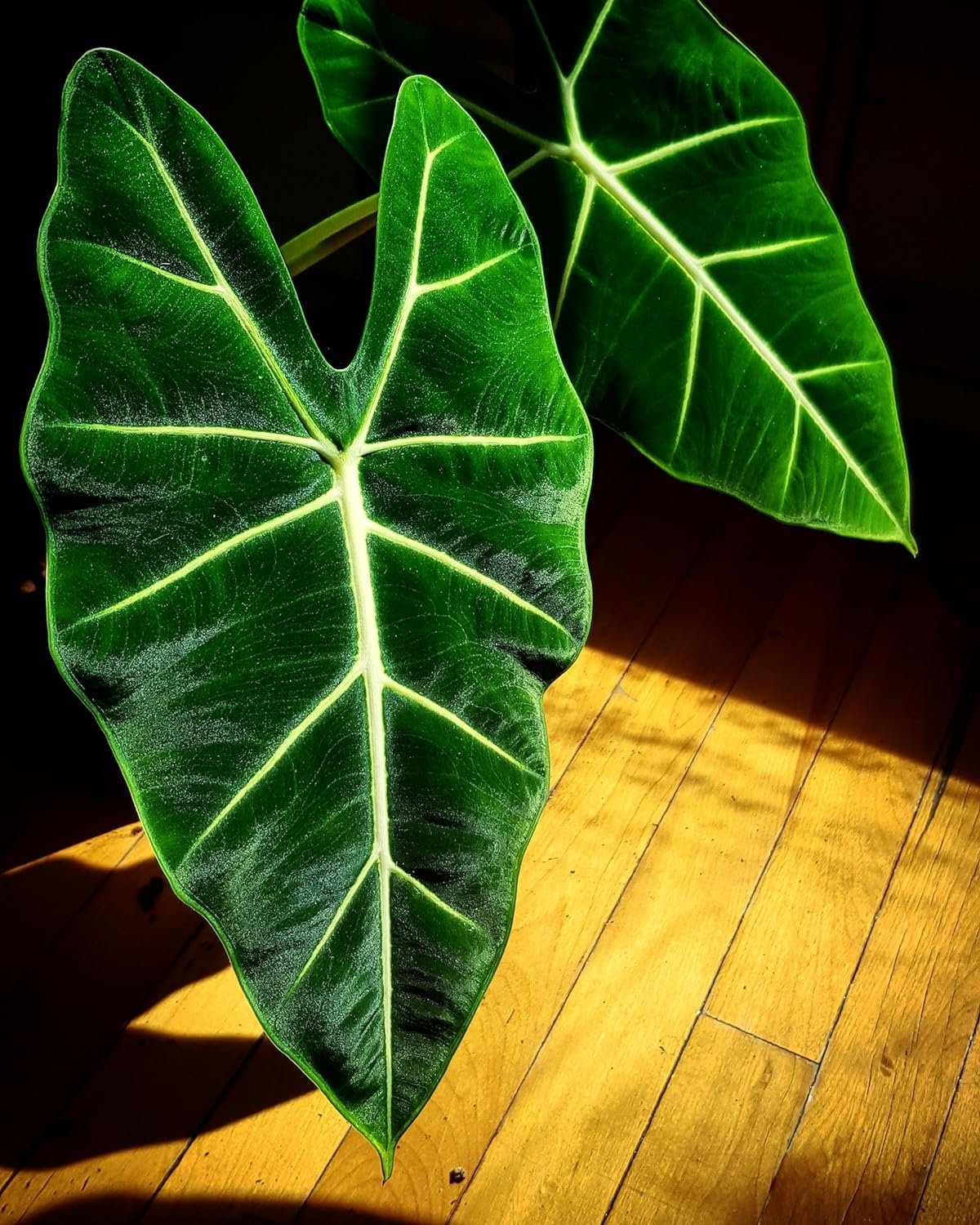 Alocasia - Live Plant in a 4 Inch Pot - Elephant Ear, African Mask Plant - Picture 18 of 26