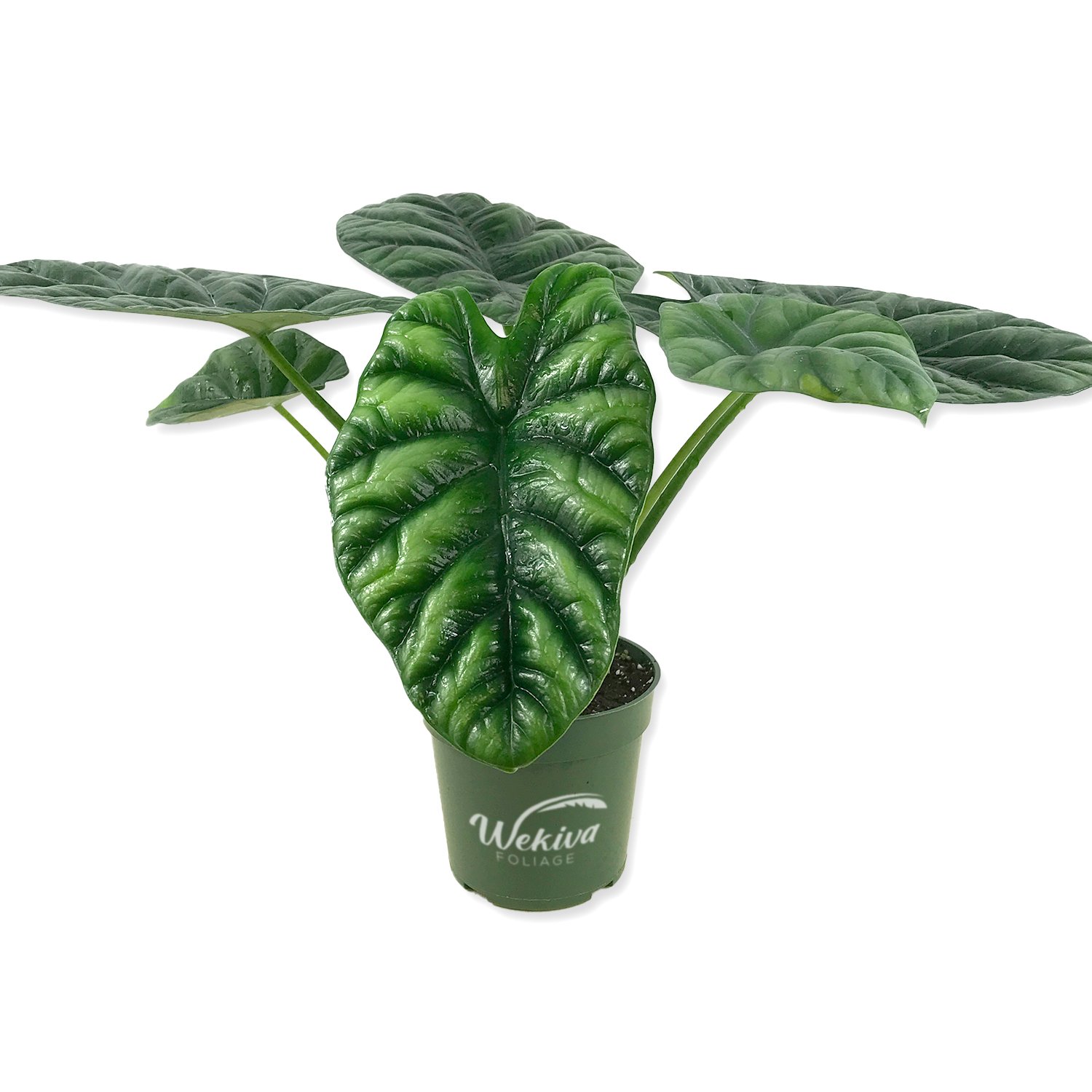 Alocasia - Live Plant in a 4 Inch Pot - Elephant Ear, African Mask Plant - Picture 24 of 26