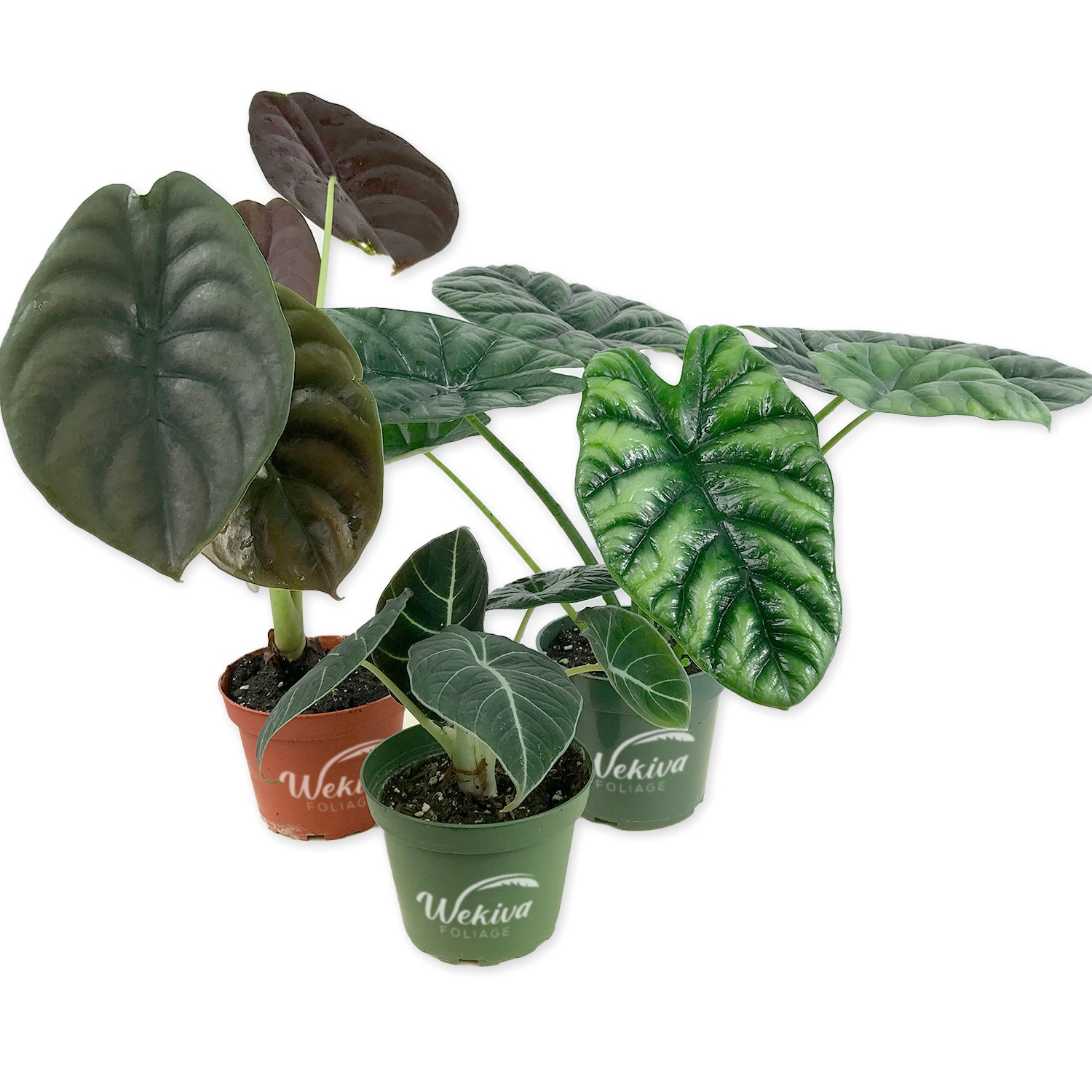 Alocasia - Live Plant in a 4 Inch Pot - Elephant Ear, African Mask Plant - Picture 17 of 26