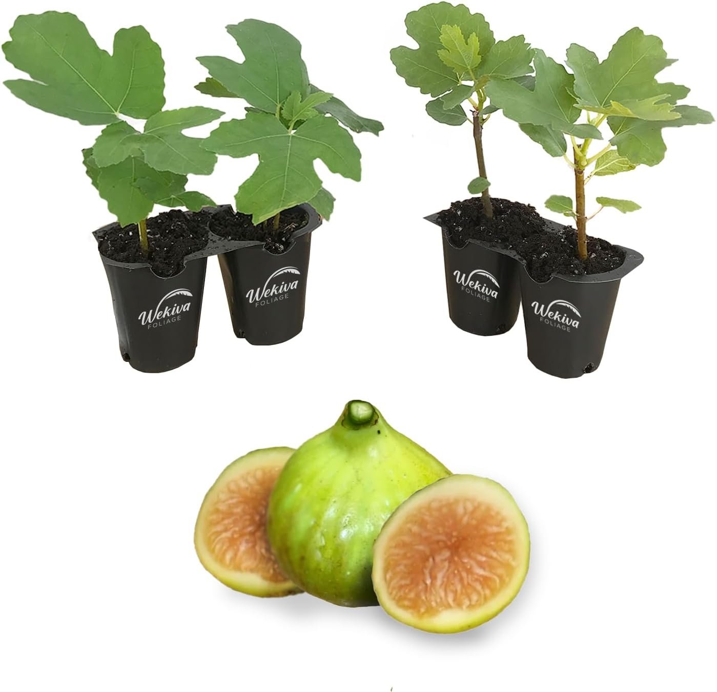 Fig Tree - 4 Live Starter Plants - Ficus Carica - Picture 25 of 26