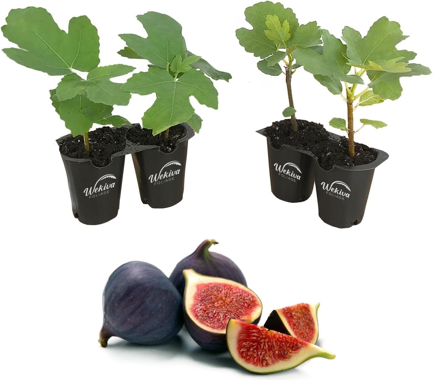 Fig Tree - 4 Live Starter Plants - Ficus Carica - Picture 10 of 26