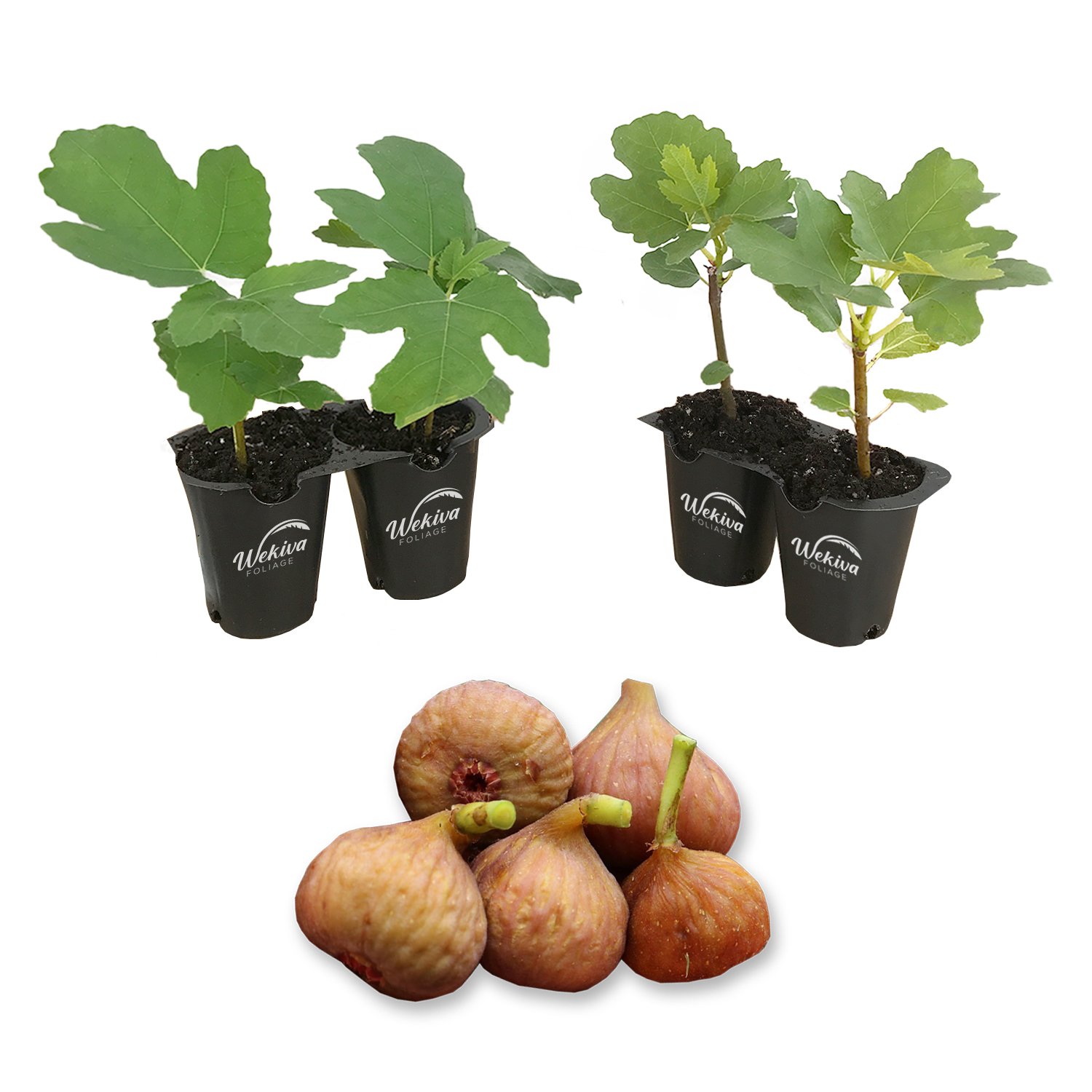 Fig Tree - 4 Live Starter Plants - Ficus Carica - Picture 21 of 26